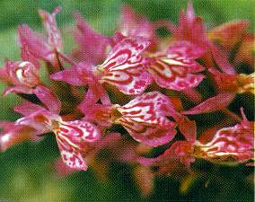 Орхидея польчатокоренник трехлистный